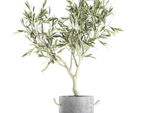 olive tree for the interior in basket 643 3D Model