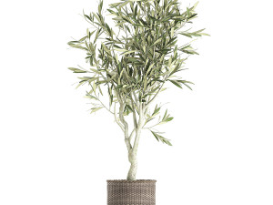 olive tree for the interior in basket 643 3D Model