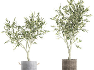 olive tree for the interior in basket 643 3D Model