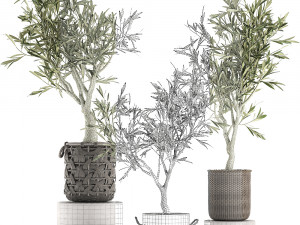 olive tree for the interior in basket 643 3D Model