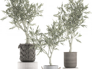 olive tree for the interior in basket 643 3D Model
