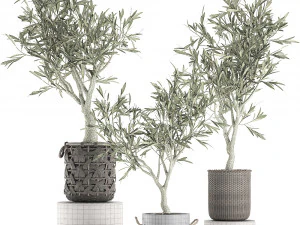 olive tree for the interior in basket 643 3D Model