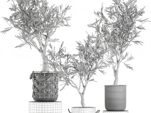 olive tree for the interior in basket 643 3D Model