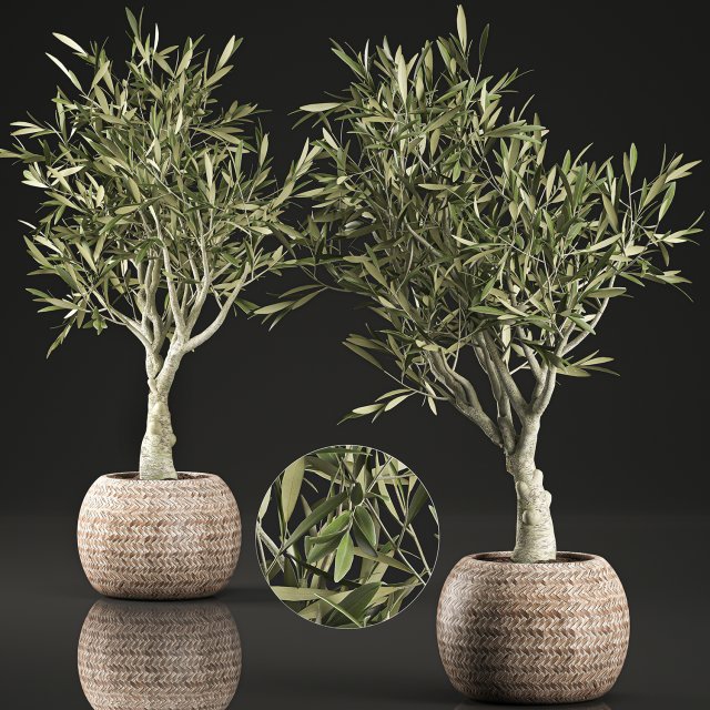 olive tree for the interior in basket 644 3D Модель .c4d .max .obj .3ds .fbx .stl .blend