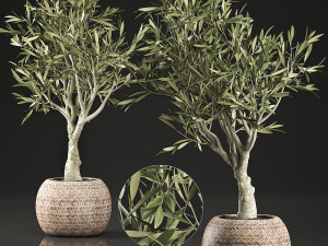 olive tree for the interior in basket 644 Modèle 3D