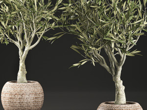 olive tree for the interior in basket 644 3D Модель