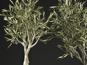 olive tree for the interior in basket 644 3D Модель