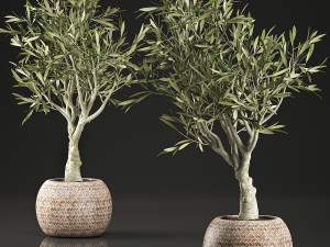 olive tree for the interior in basket 644 3D Модель