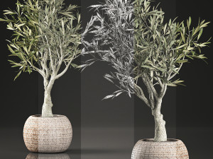 olive tree for the interior in basket 644 3D Модель