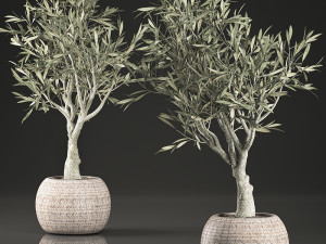 olive tree for the interior in basket 644 3D Модель