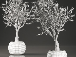 olive tree for the interior in basket 644 3D Модель