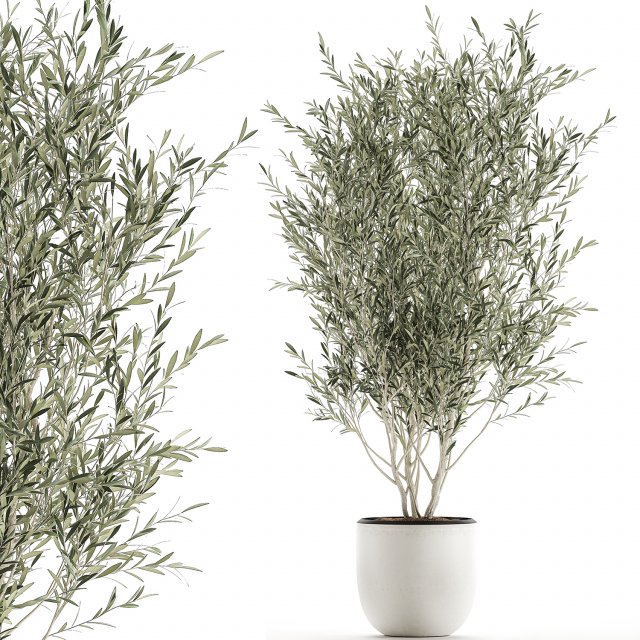 decorative olive tree in flowerpots 646 Model 3D .c4d .max .obj .3ds .fbx .stl .blend