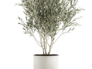 decorative olive tree in flowerpots 646 Model 3D