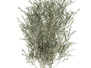 decorative olive tree in flowerpots 646 Model 3D