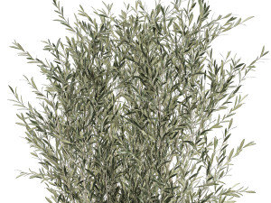 decorative olive tree in flowerpots 646 Model 3D