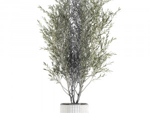 decorative olive tree in flowerpots 646 Model 3D