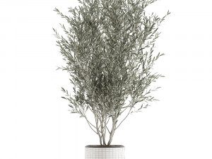 decorative olive tree in flowerpots 646 Model 3D