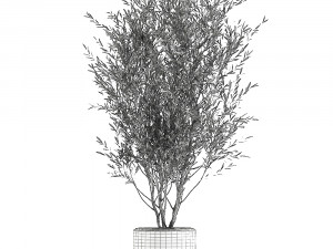 decorative olive tree in flowerpots 646 Model 3D