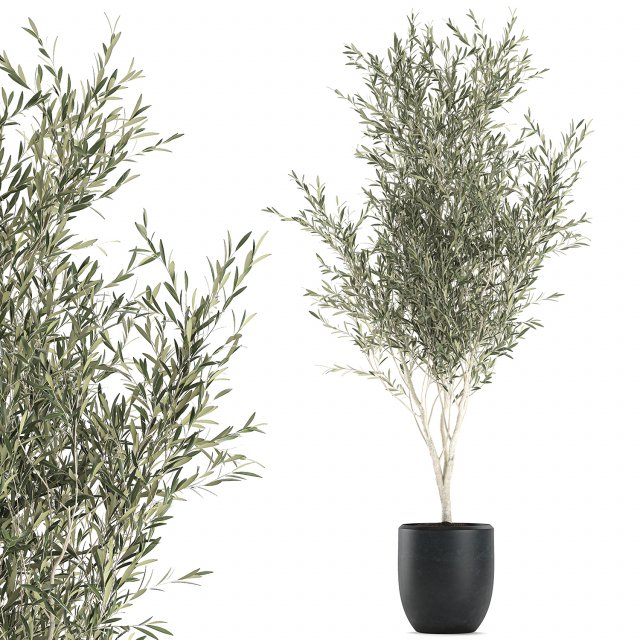 Decorative olive tree in a black flowerpots 647 Model 3D .c4d .max .obj .3ds .fbx .stl .blend