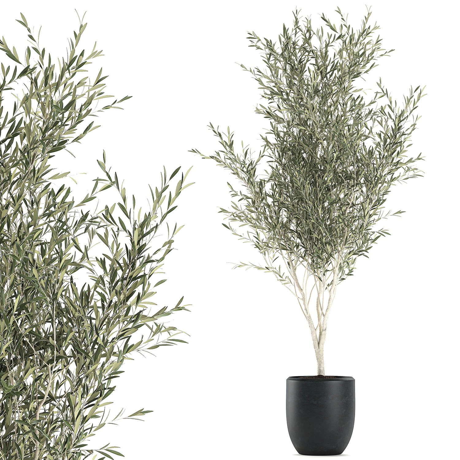 Decorative olive tree in a black flowerpots 647 3D Model .c4d .max .obj .3ds .fbx .stl .blend 