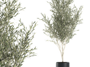 Decorative olive tree in a black flowerpots 647 3D 模型