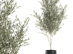 Decorative olive tree in a black flowerpots 647 3D Model
