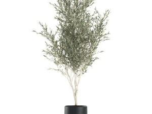 Decorative olive tree in a black flowerpots 647 3D Model
