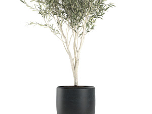 Decorative olive tree in a black flowerpots 647 Model 3D