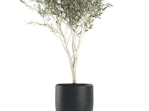 Decorative olive tree in a black flowerpots 647 3D Model