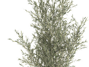 Decorative olive tree in a black flowerpots 647 Model 3D