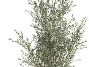 Decorative olive tree in a black flowerpots 647 3D Model