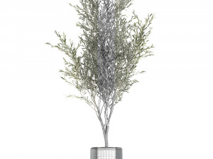 Decorative olive tree in a black flowerpots 647 Model 3D