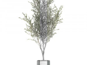 Decorative olive tree in a black flowerpots 647 3D Model