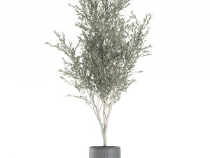 Decorative olive tree in a black flowerpots 647 Model 3D