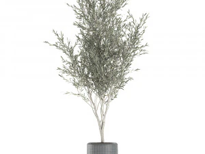 Decorative olive tree in a black flowerpots 647 3D Model