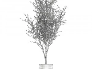 Decorative olive tree in a black flowerpots 647 3D Model