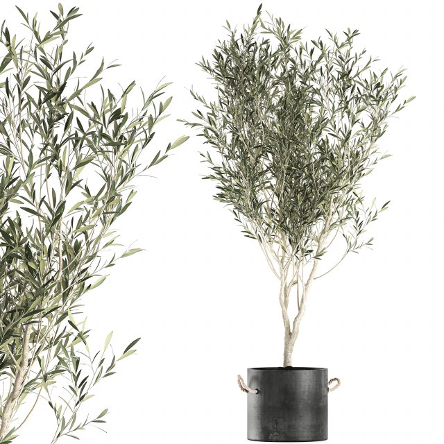 decorative olive tree in a black flowerpots 648 3D Model .c4d .max .obj .3ds .fbx .stl .blend 