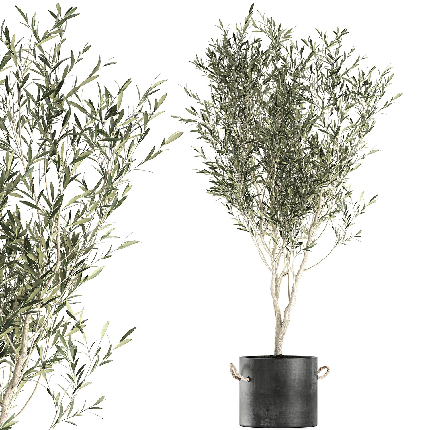 decorative olive tree in a black flowerpots 648 3D Model .c4d .max .obj .3ds .fbx .stl .blend