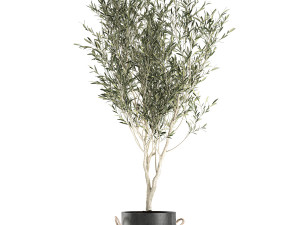 decorative olive tree in a black flowerpots 648 3D Model