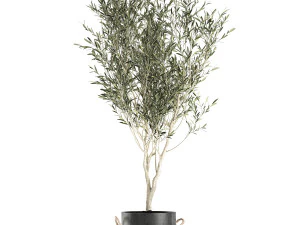 decorative olive tree in a black flowerpots 648 3D Model