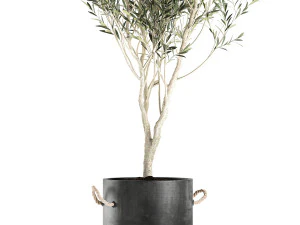 decorative olive tree in a black flowerpots 648 3D Model