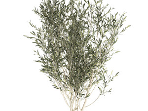 decorative olive tree in a black flowerpots 648 3D Model