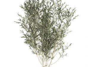 decorative olive tree in a black flowerpots 648 3D Model