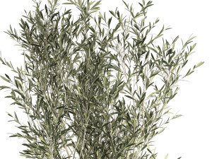 decorative olive tree in a black flowerpots 648 3D Model