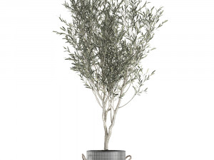 decorative olive tree in a black flowerpots 648 3D Model