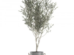 decorative olive tree in a black flowerpots 648 3D Model