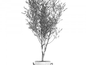 decorative olive tree in a black flowerpots 648 3D Model