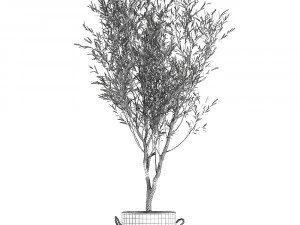 decorative olive tree in a black flowerpots 648 3D Model