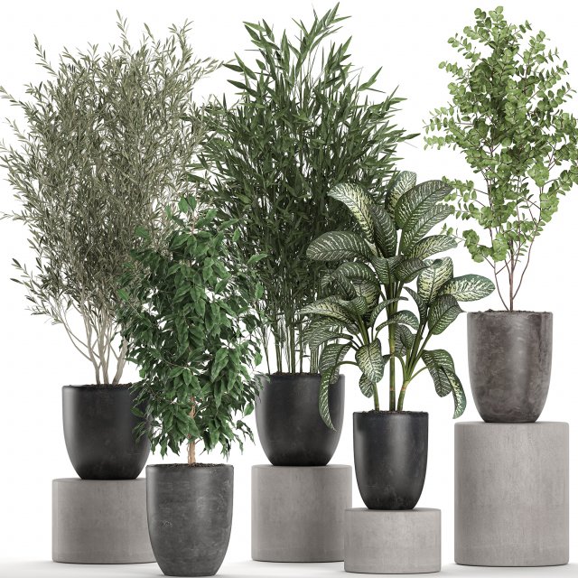 decorative plants in a black flowerpots 648 3Dモデル .c4d .max .obj .3ds .fbx .stl .blend 
