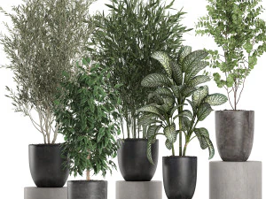 plantas decorativas em vasos pretos 648 Modelo 3D
